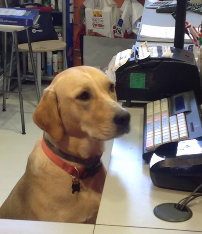 Nell'immagine Tash alla cassa il Cane Mascotte del negozio McFido Firenze!!