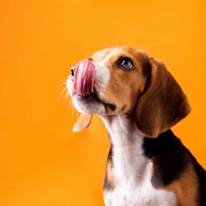 Alimenti, Integratori e Accessori per Cani