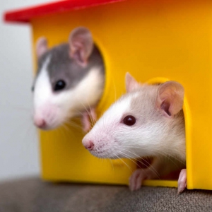 Alimenti, Integratori e Accessori per Piccoli Animali