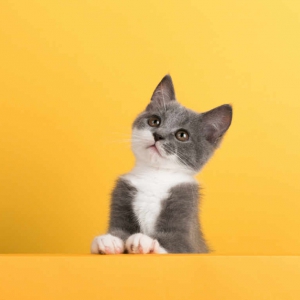 Alimenti, Integratori e Accessori per Gatti
