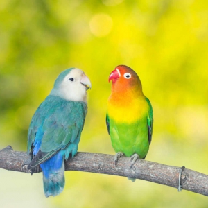 Alimenti, Integratori e Accessori per Uccelli