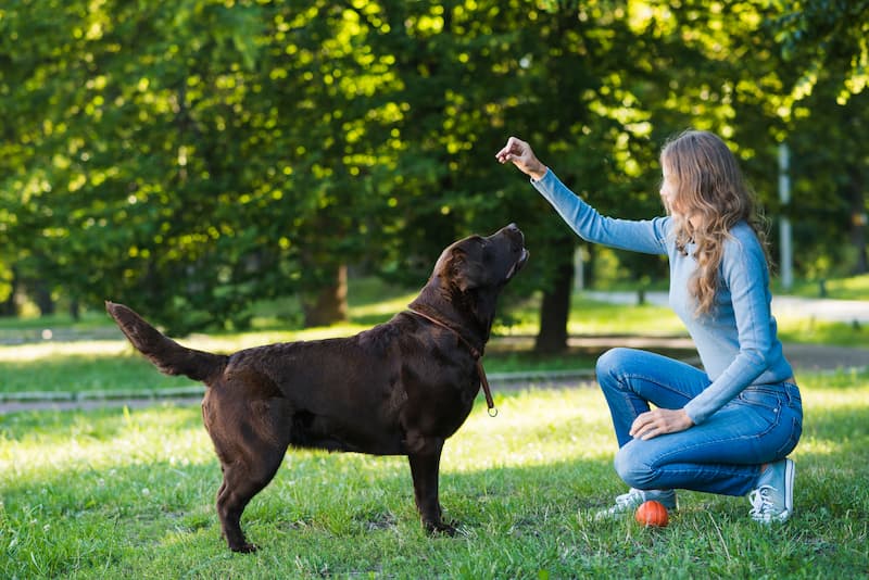 Giochi olfattivi per cani? Ecco alcune idee - Amici di Casa