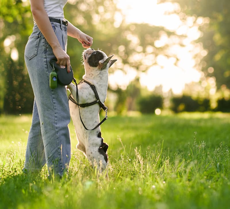 Giochi olfattivi per stimolare l'attività sensoriale del tuo cane - Mc Fido